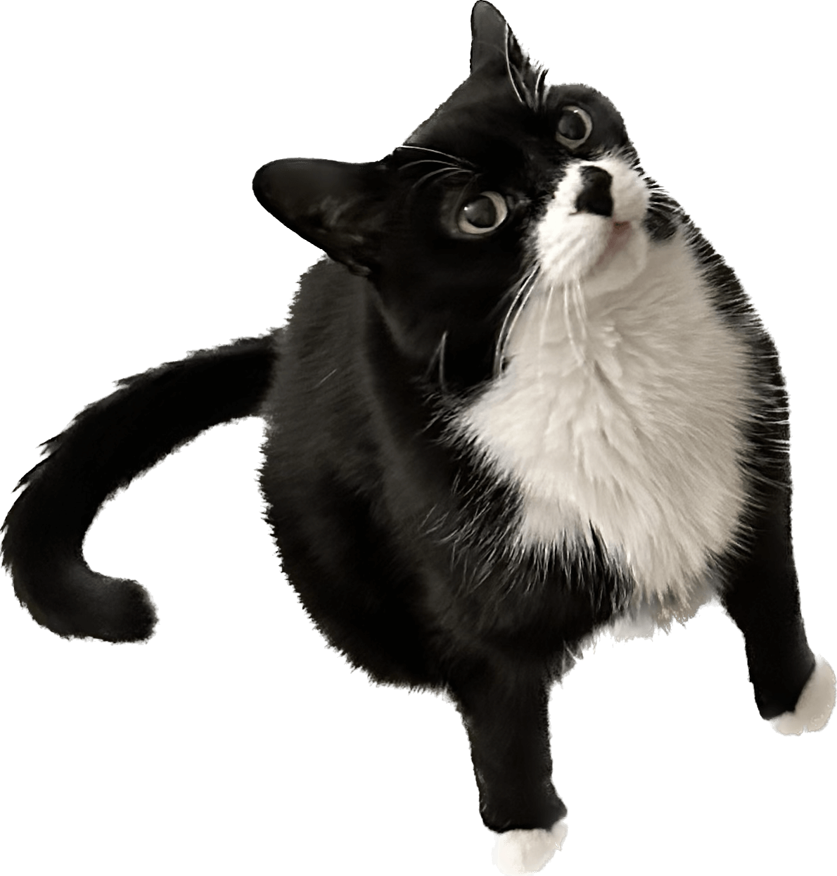 Josh's cat zeebo